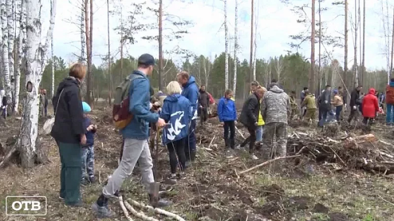 «Сад памяти»: в Свердловской области посадили 13 тысяч елей
