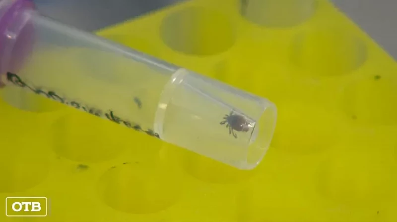 Клещи покусали уже 1895 свердловчан