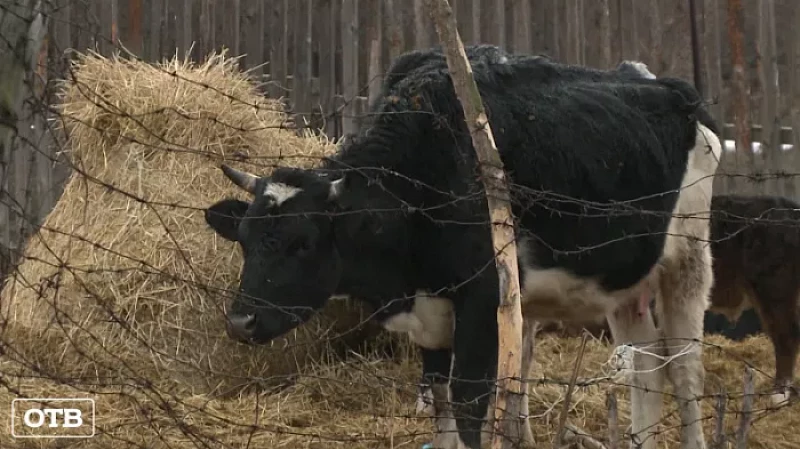 Зловонье и трупы животных во дворе: жители Ревды устали от соседства с мини-фермой