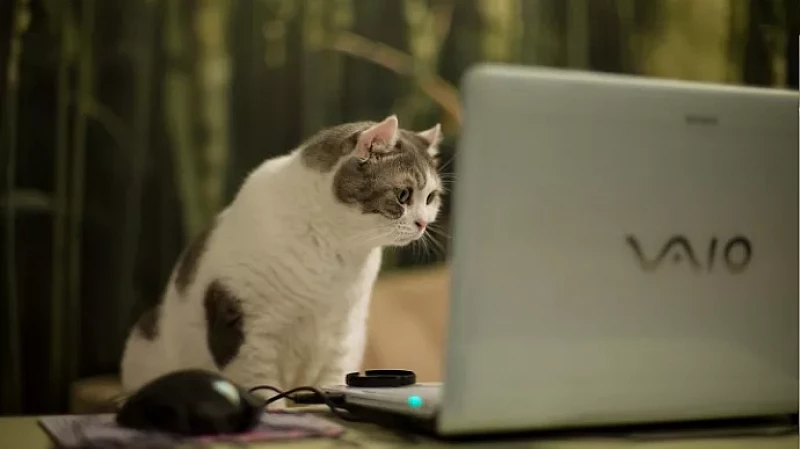 Шрифты Times New Roman и Arial уходят из России