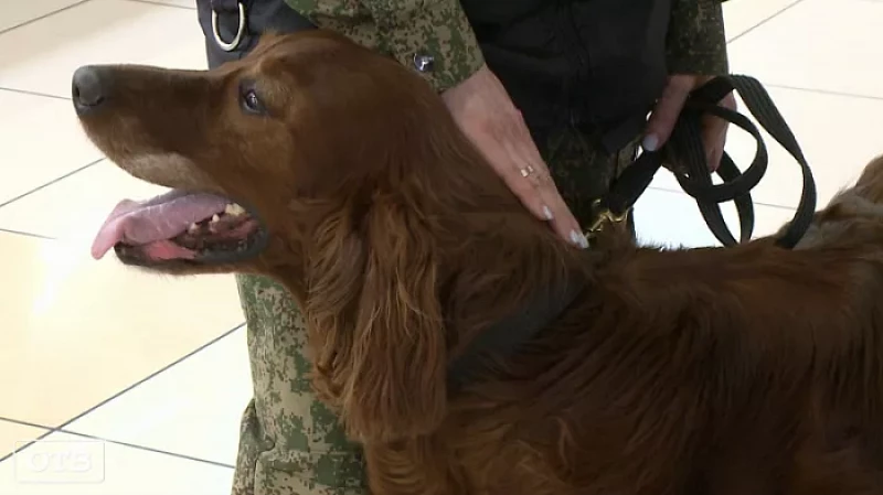 Как живут на пенсии служебные собаки Кольцовской таможни