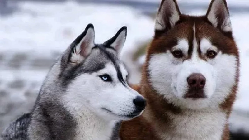 На Урале лайки задрали стадо овец и кроликов: хозяин заплатит крупный штраф