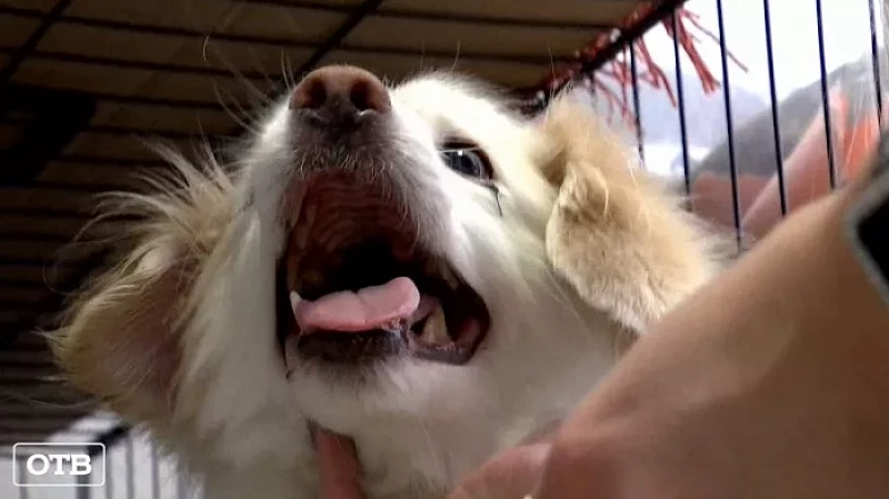 Против мужчины, зверски избившего свою собаку в Екатеринбурге, возбуждено административное дело