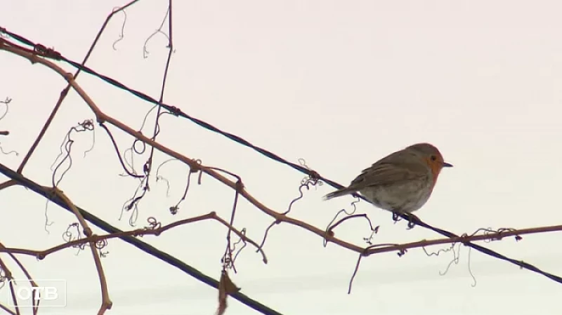 Праздник у бёрдвотчеров: в Екатеринбурге можно встретить 150 видов птиц