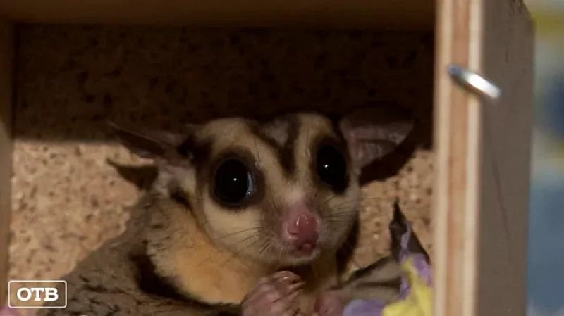 В квартире жительницы Екатеринбурга поселились сахарные поссумы