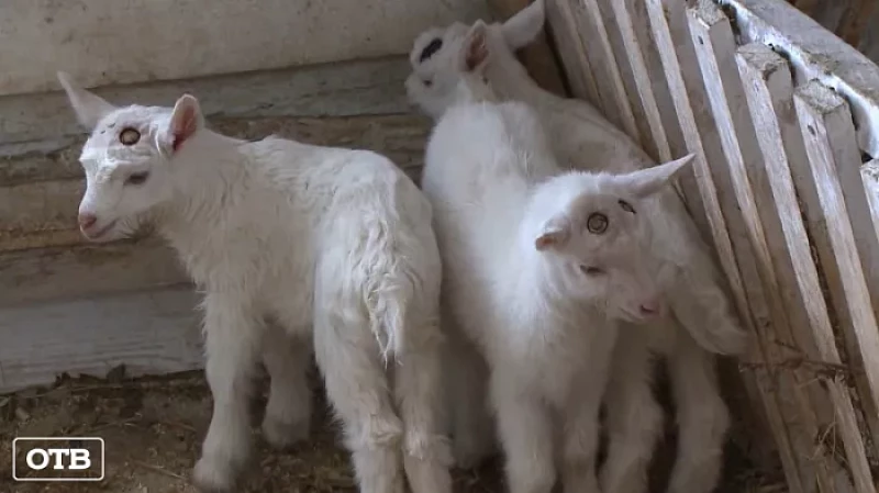 Уральская моцарелла: фермеры наращивают объёмы производства сыра на козьем молоке