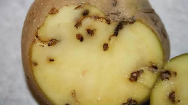 От восточной плодожорки до многоядной мухи-горбатки: за неделю на Урале выявили 146 случае ввоза подкарантинных товаров