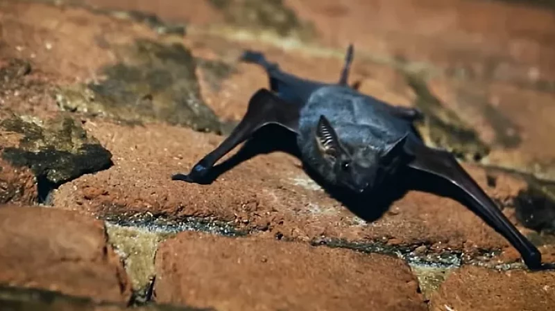 Птицы и летучие мыши – секретное оружие биологических лабораторий Украины?