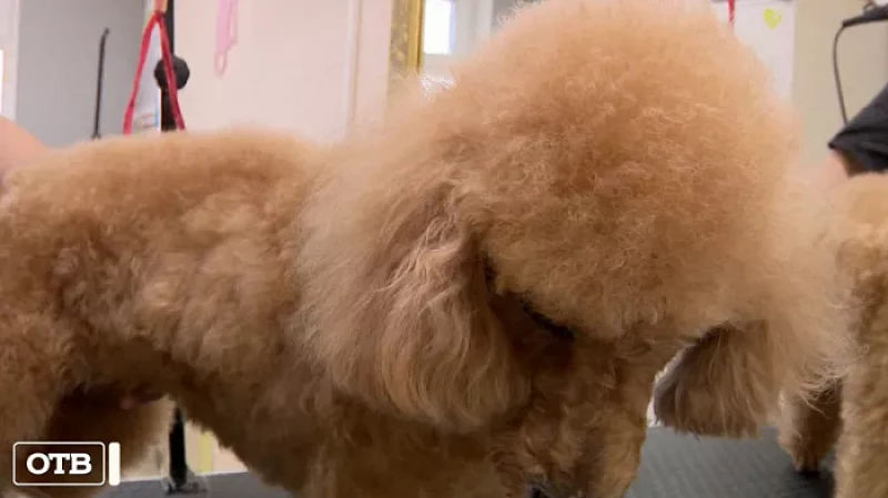 Особенные животные: кошки с ВИК и собаки с диабетом ищут любящих хозяев