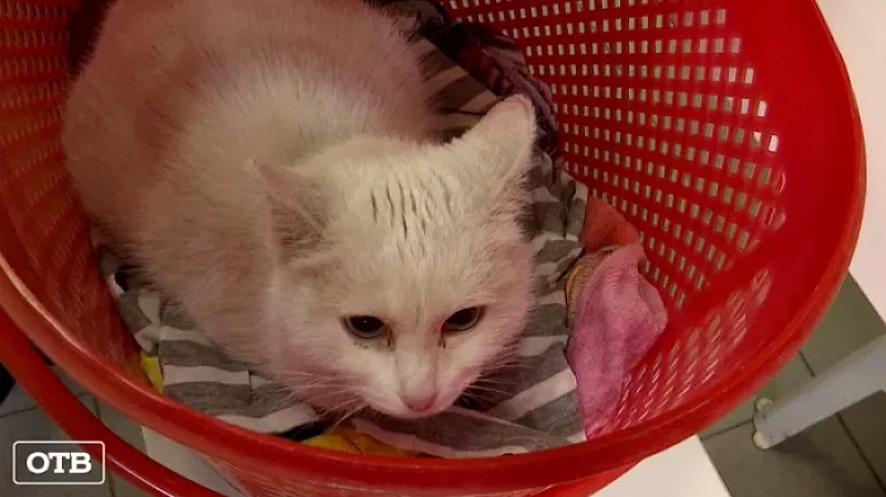 В Екатеринбурге началась льготная стерилизация домашних животных