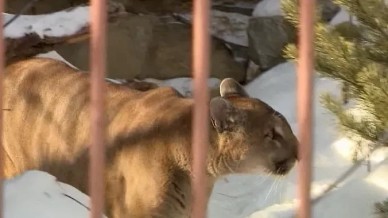 В зоопарке Екатеринбурга выбрали новую королеву красоты