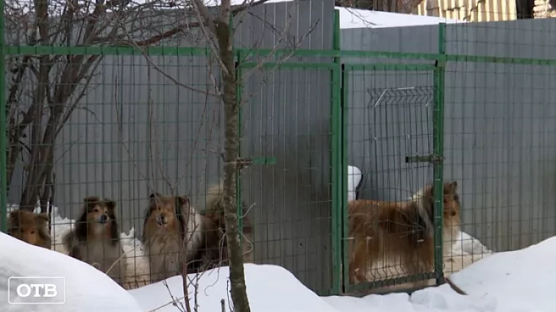 Лай раздора: жители Невьянска судятся с хозяйкой собачьего питомника