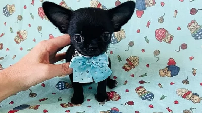 Маленькие породы собак: названия, видео и фото