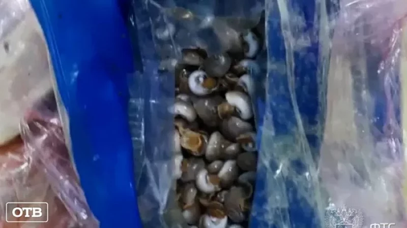 Гурманы остались без ужина: более 7 кг улиток и экзотической рыбы из Вьетнама конфисковали таможенники