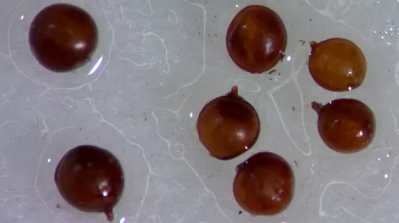 В Свердловской области на огороде обнаружили опасную картофельную нематоду