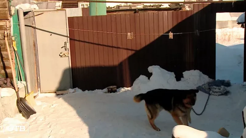 Остановил пса лишь удар лопатой: в Берёзовском собака набросилась на двух школьников