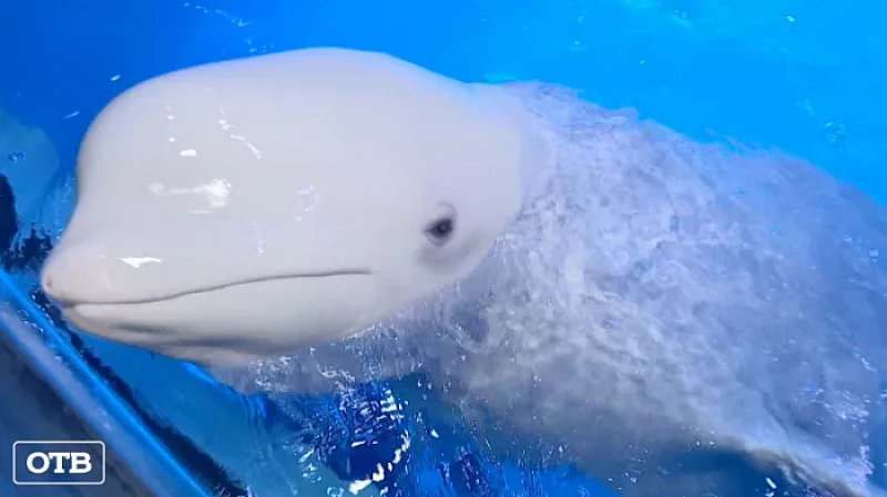 В Екатеринбурге для дельфинов и китов организовали живой концерт классической музыки