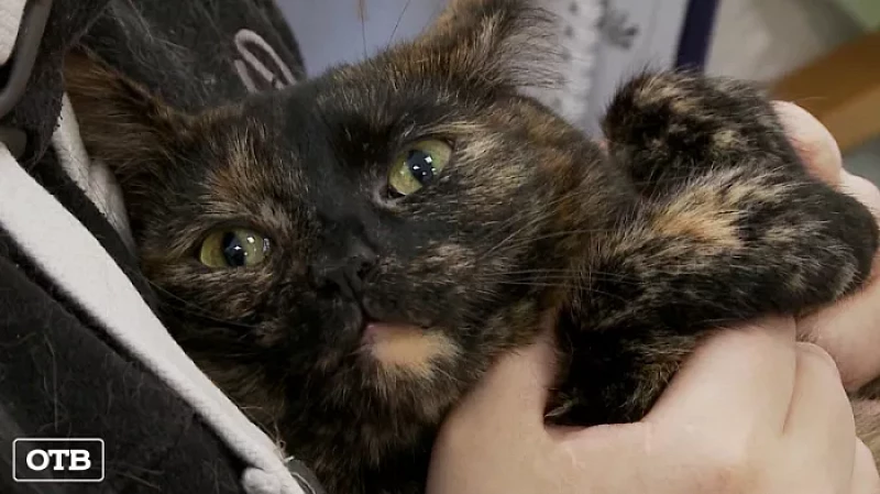 На WorldSkills Russia молодые профессионалы показывают своё мастерство на кошках и беспилотниках