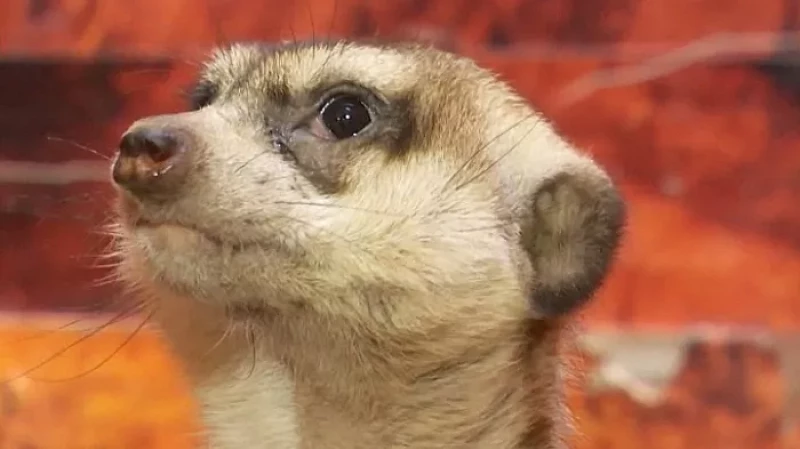 В Екатеринбургском зоопарке тараканов назвали в честь бывших и скормили их сурикатам и рыбкам