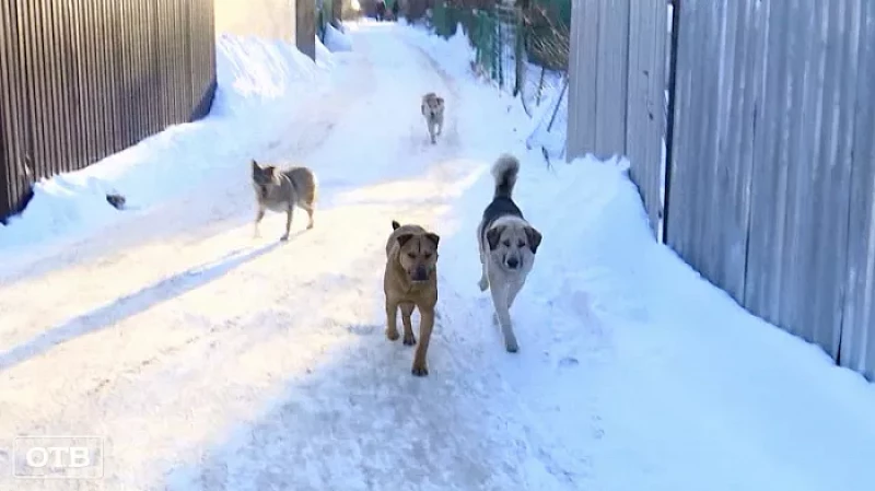 Розовый снег: в Академическом догхантеры раскидали отраву для собак