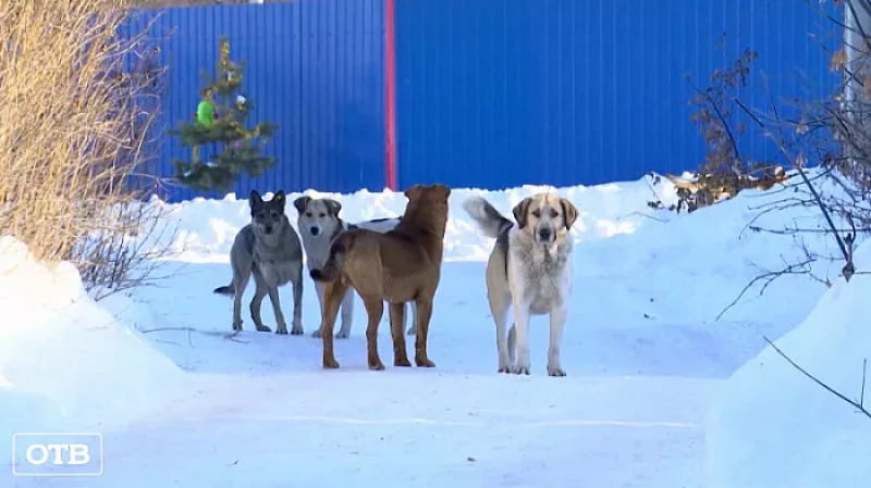 Бездомная собака напала на женщину с ребёнком в Екатеринбурге: СКР проводит проверку