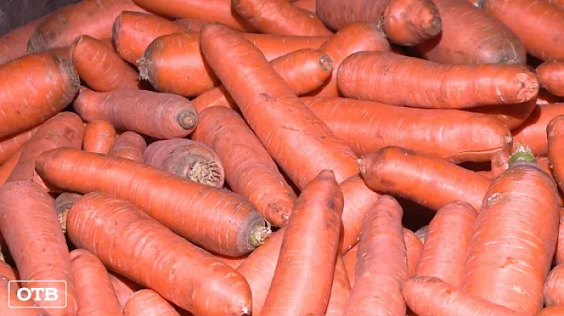 Набор для борща: свердловские аграрии увеличат производство овощей для сдерживания цен