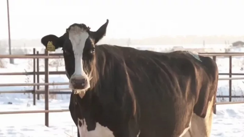 Губернатор Евгений Куйвашев подарил корову многодетной семье из Ключевска