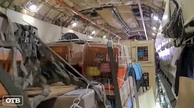 Уральская авиакомпания перевезла более 300 бездомных животных из Афганистана в Канаду