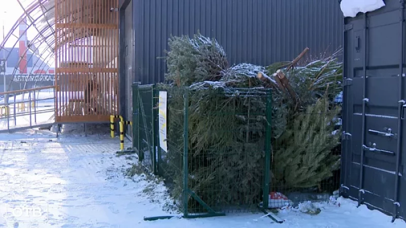 В Екатеринбурге переработали больше 500 кг живых елей