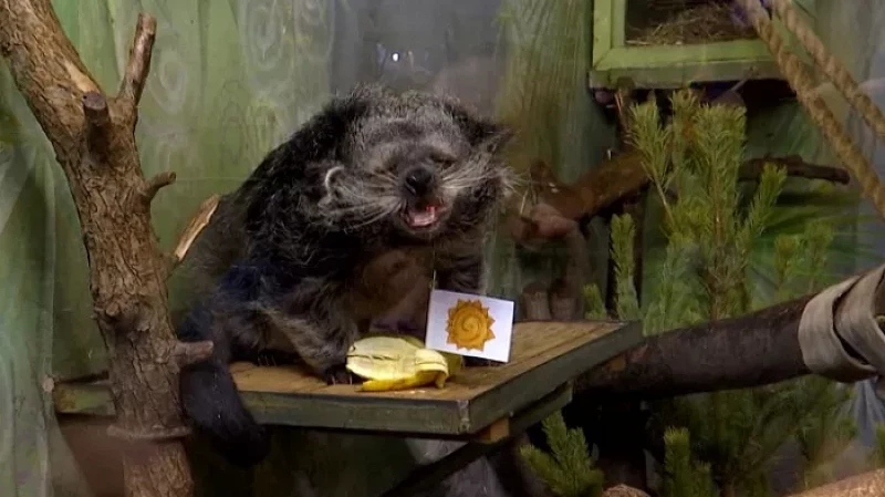 В День сурка бинтуронг из Екатеринбурга предсказал погоду на весну