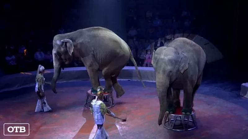 Отличники со всей Свердловской области получили билеты в цирк