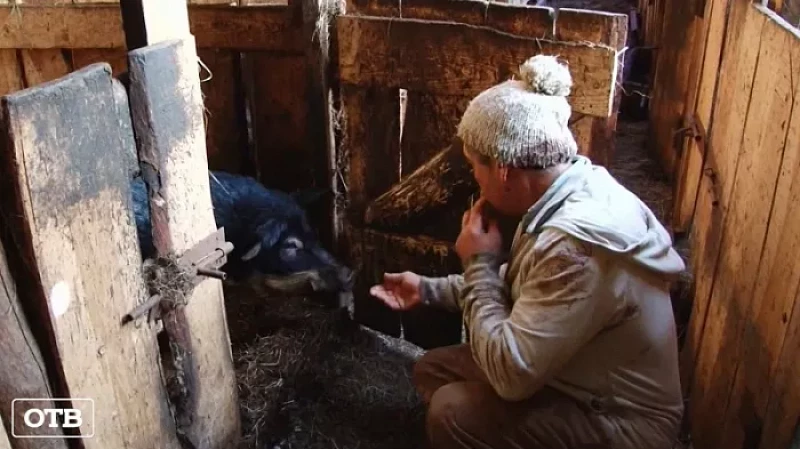 Очередной очаг африканской чумы свиней обнаружен в Карпинске