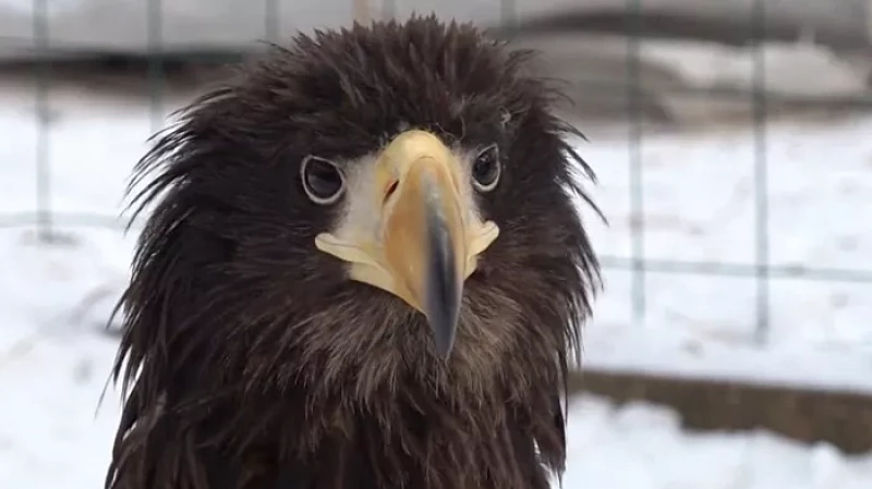 Краснокнижного орлана с острова Недоразумения доставили на Урал