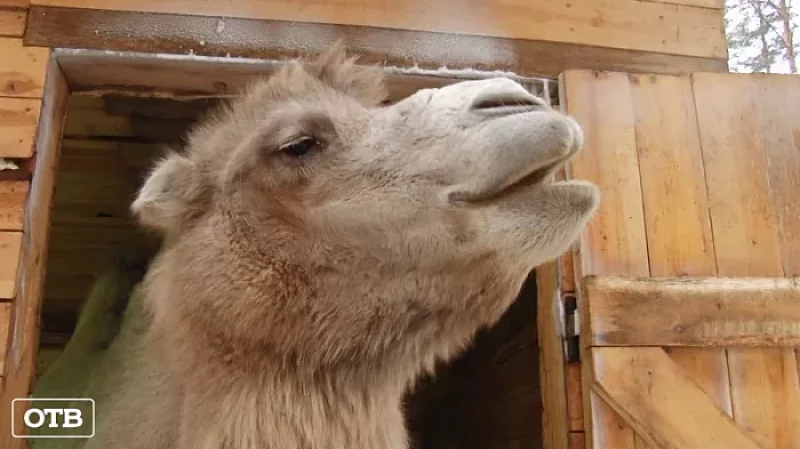 Жительница Екатеринбурга содержит верблюда в конюшне