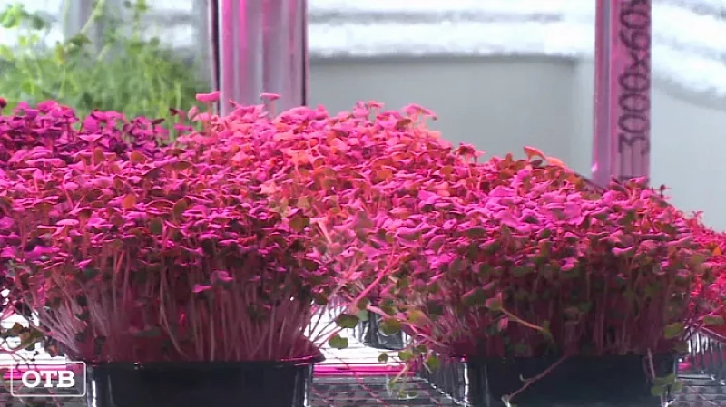 Готовь рассаду зимой: уральцы начали подготовку к садово-огородному сезону