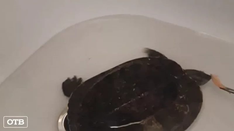 Креветки и комфорт: красноухая черепаха, найденная в мусорном пакете, обрела хозяев