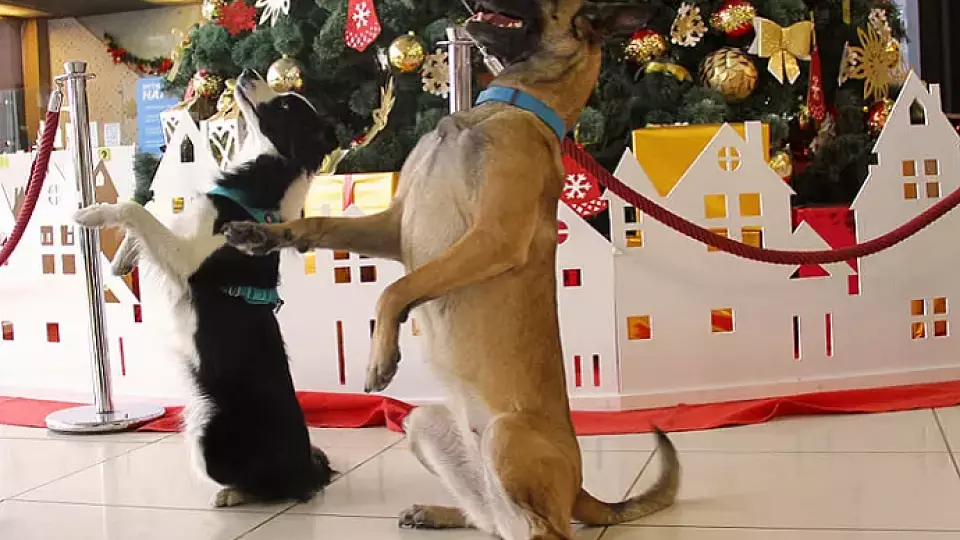 Веста, Тара и Кайлин на страже безопасности «Кольцово»