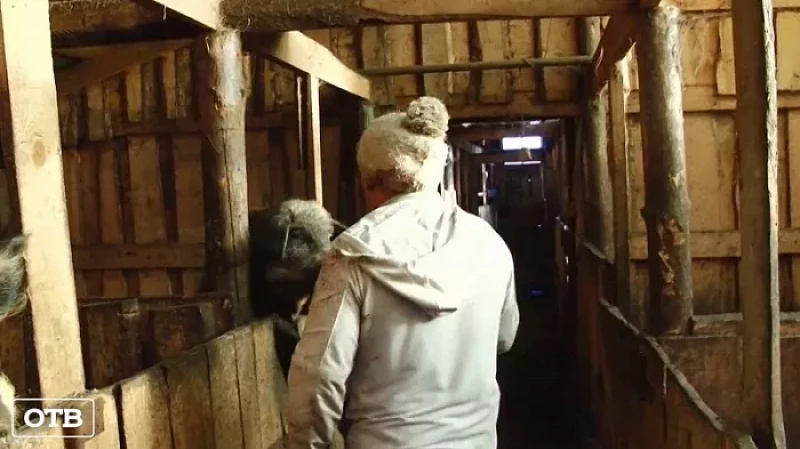 До конца года уральские фермеры получат компенсацию за ущерб от африканской чумы