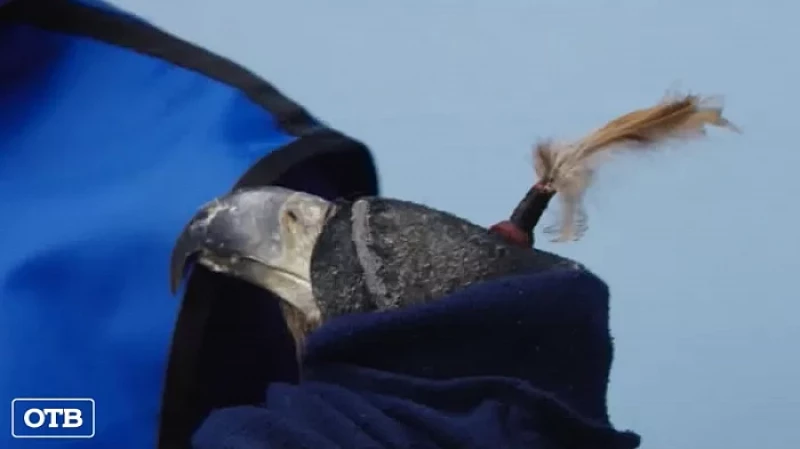 Краснокнижного орлана-белохвоста будут спасать в Екатеринбурге