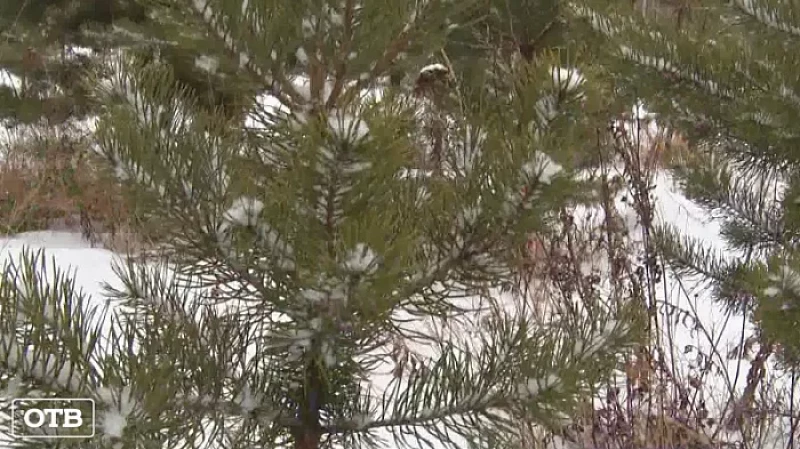 С сегодняшнего дня свердловчанам разрешено рубить ёлки и сосны