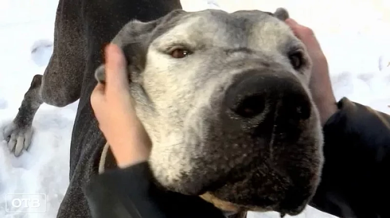 Кошки, собаки и даже еноты жертвуют кровь своим собратьям