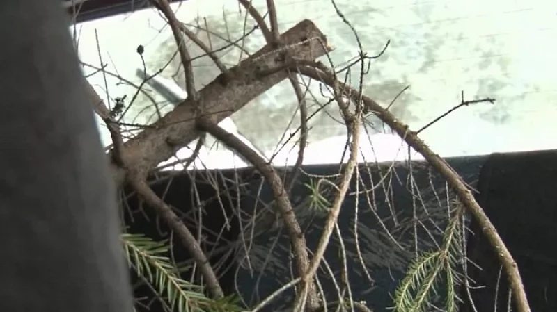 Свердловчанам разрешили самим рубить ёлки