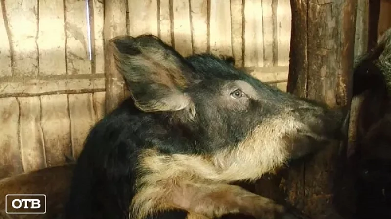 Хозяева изъятых из-за африканской чумы свиней начнут получать компенсации уже в декабре