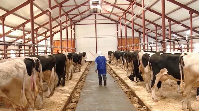 Свердловская область в десятке лидеров по производству молока, яиц и картофеля