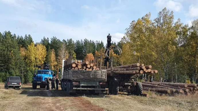 Под Каменском-Уральским чёрные лесорубы повалили деревьев на 2 млн рублей