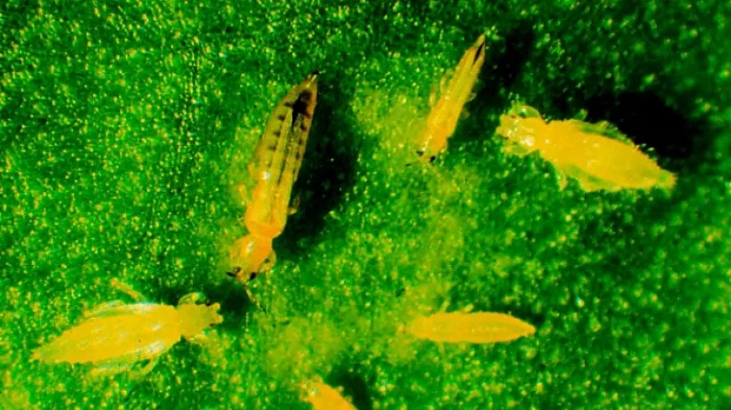 Свердловский Россельхознадзор обнаружил в импортных цветах невиданный томатный трипс