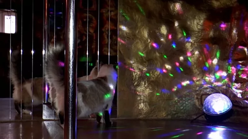 Стриптиз-клуб Екатеринбурга превратился в «кошкин дом»