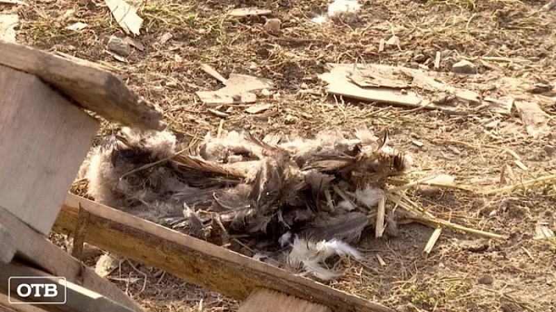 Стая псов терроризирует владельцев частных подворий в деревне Гагарка