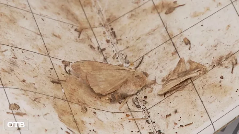 В лесах Свердловской области обнаружили опасных шелкопрядов