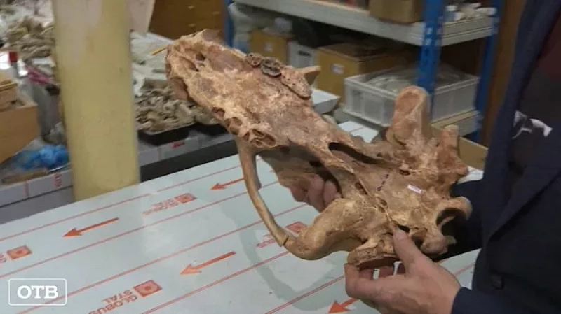 На Урале обнаружили кладбище пещерных медведей